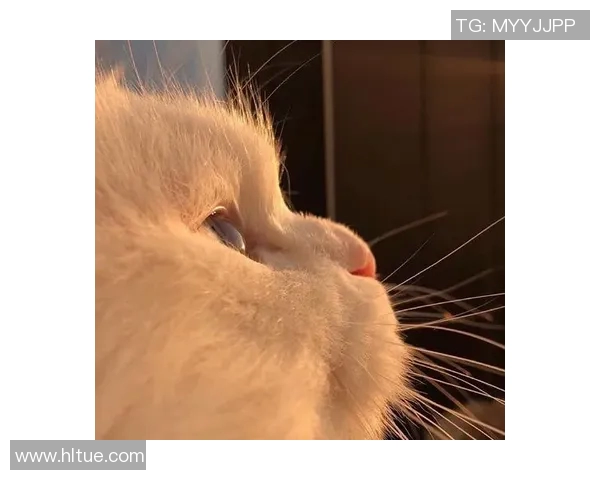 高清足球明星猫咪头像合集让你爱不释手的可爱选择